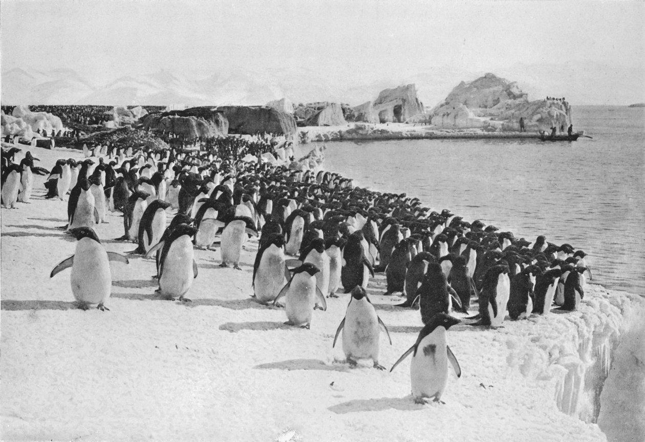 Penguins Promenade, c1911, 1913. alkotó: G. Murray Levick