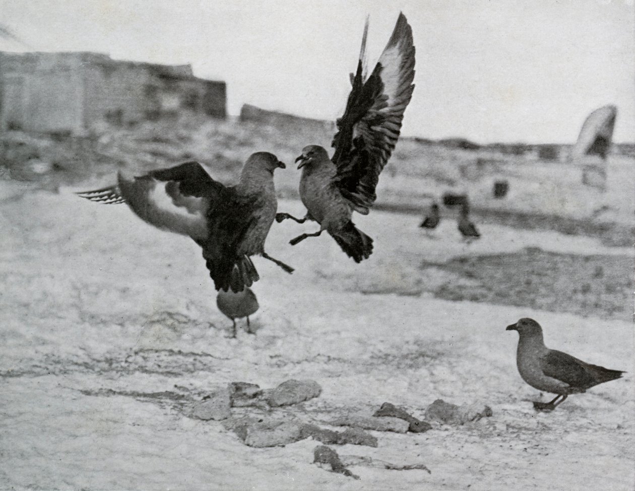 Skua sirályok harcolnak néhány sikló miatt, 1911, 1913 alkotó: G. Murray Levick