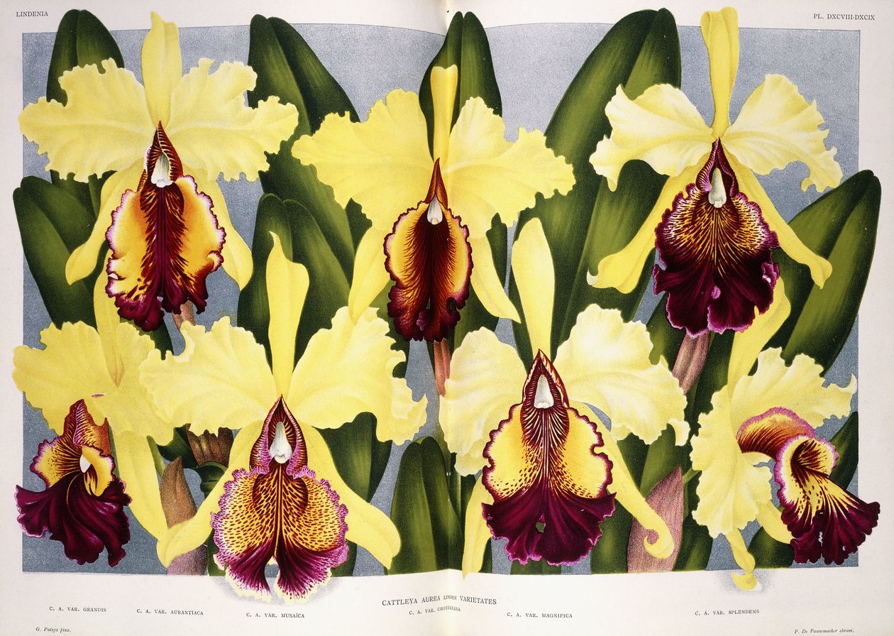 Az Orchidea Cattleya fajtái, 1885-1903 alkotó: G. Putzys