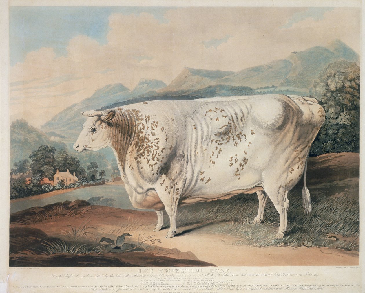 A Yorkshire rózsa, C. Turner metszet (fl.1773 -1857) 1838 alkotó: G. after Horner