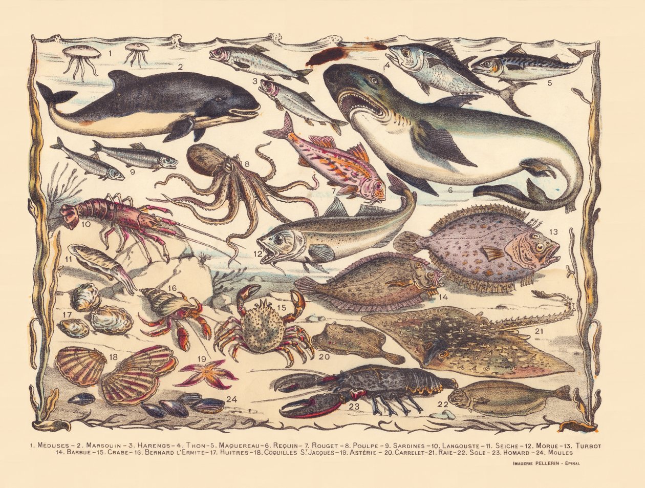16. oldal: Medúza, delfin, hering, tonhal, makréla, cápa, márna, polip, szardínia, homár, tintahal, tőkehal, rombuszhal, szakáll, rák, Bernard remete, osztriga, fésűkagyló, asztéria, csempe, rája, nyelvhal, homár, kagyló alkotó: Gabriel Gostiaux