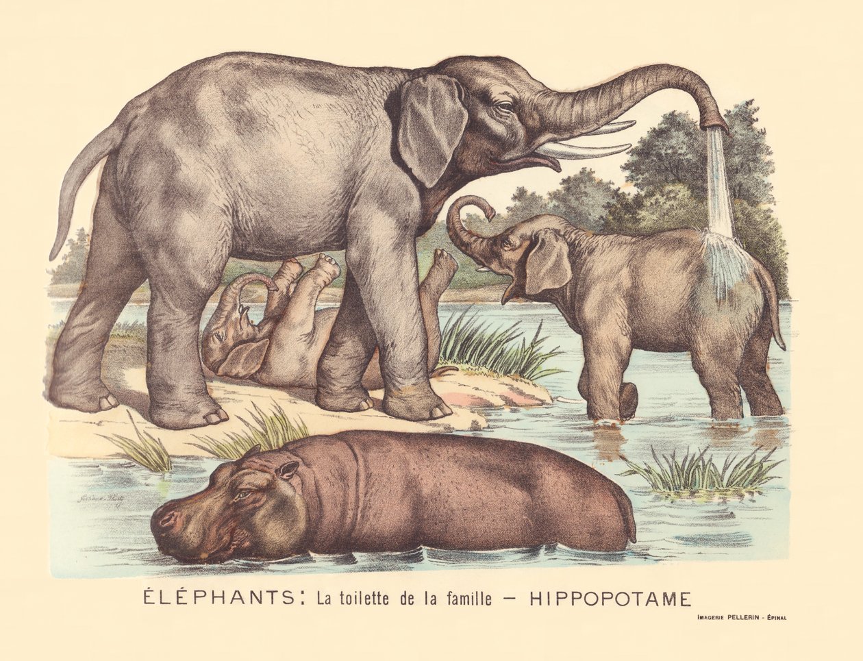 7. oldal: Elefántok: a Hippopotamus család vécéje alkotó: Gabriel Gostiaux