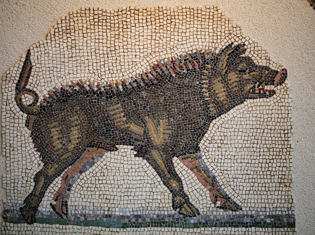 Római mozaik alkotó: Gallo-Roman