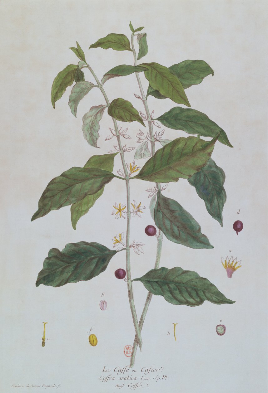 Coffea Arabica (Kávé) botanikai tányér Nicolas Francois Regnault (1746-1810) „La Botanique mise a la portee de Tout le Monde” című művéből, Párizsban, 1774. alkotó: Genevieve Regnault de Nangis