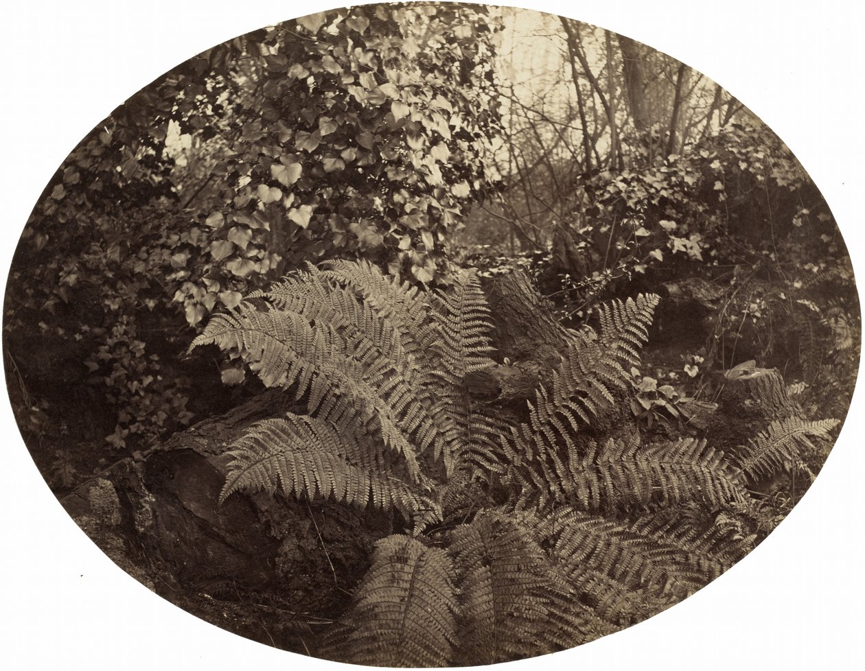 A tüskés páfrány téli levelei, c. 1862. alkotó: Geoffrey Bevington