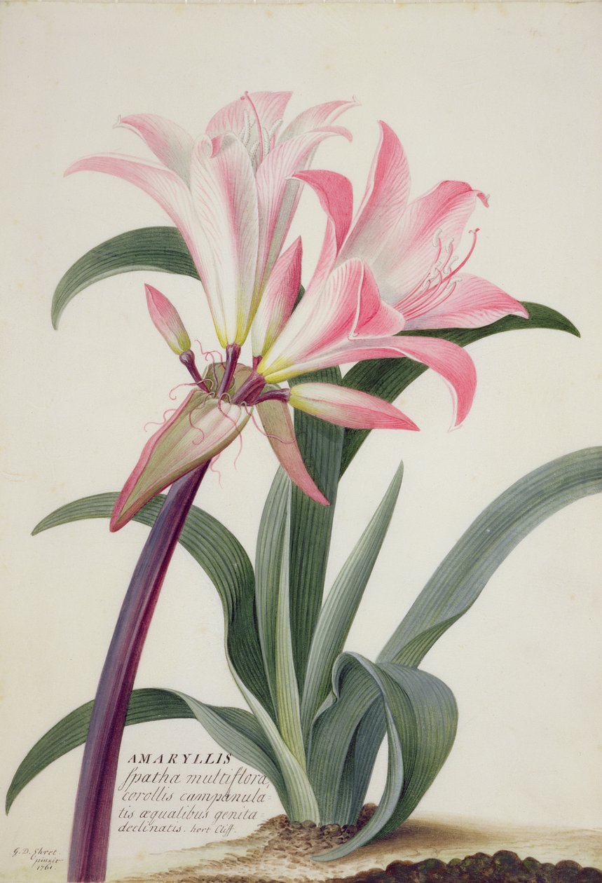 Amaryllis Belladonna, 1761 (wc, gouache és grafit pergamen) alkotó: Georg Dionysius Ehret
