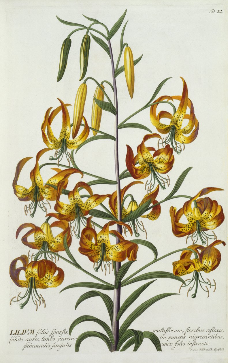Amerikai töröksapkás liliom, 1740 körül (kézzel színezett metszet) alkotó: Georg Dionysius Ehret