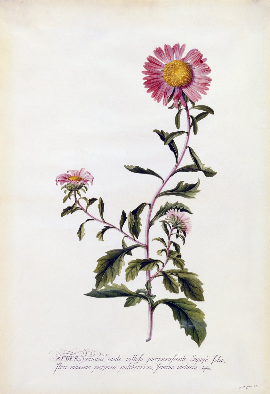 Őszirózsa, 1743 körül (kézzel színezett metszet) alkotó: Georg Dionysius Ehret