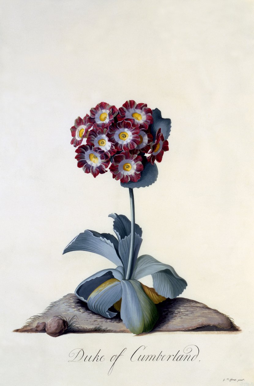 Auricula Duke of Cumberland 1743 körül (kézzel színezett metszet) alkotó: Georg Dionysius Ehret