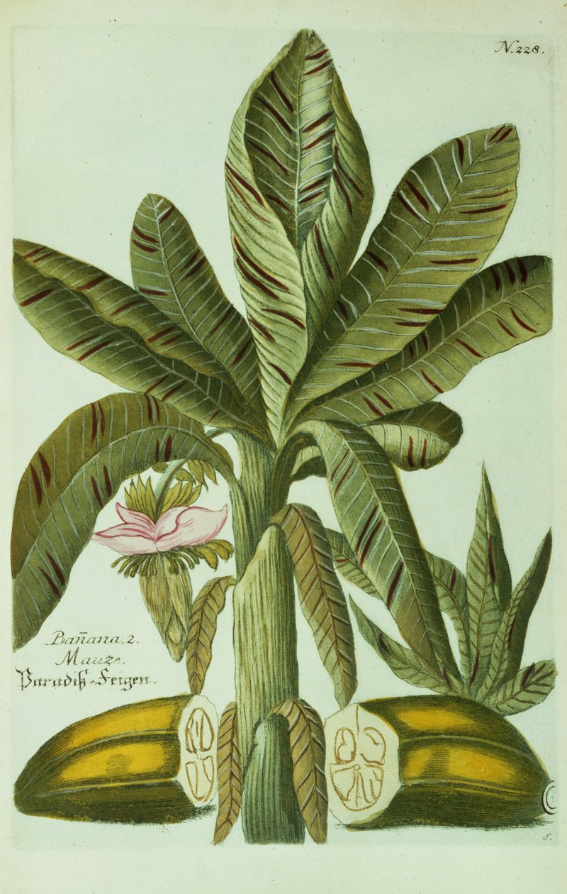 Banán, J. Weinmann Phytanthoza Iconographiájából, 1734-45 alkotó: Georg Dionysius Ehret