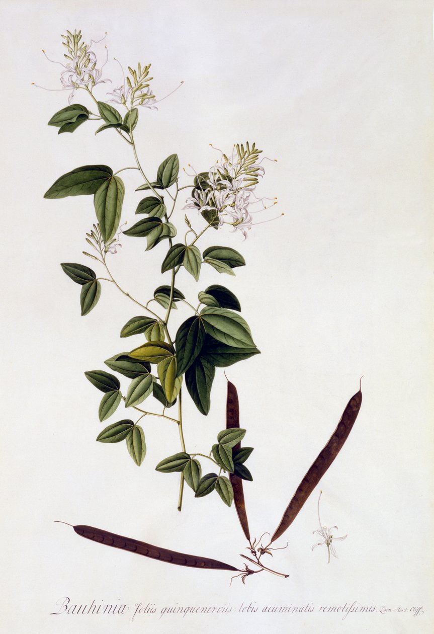 Bauhinia, 1745 körül (kézzel színezett metszet) alkotó: Georg Dionysius Ehret