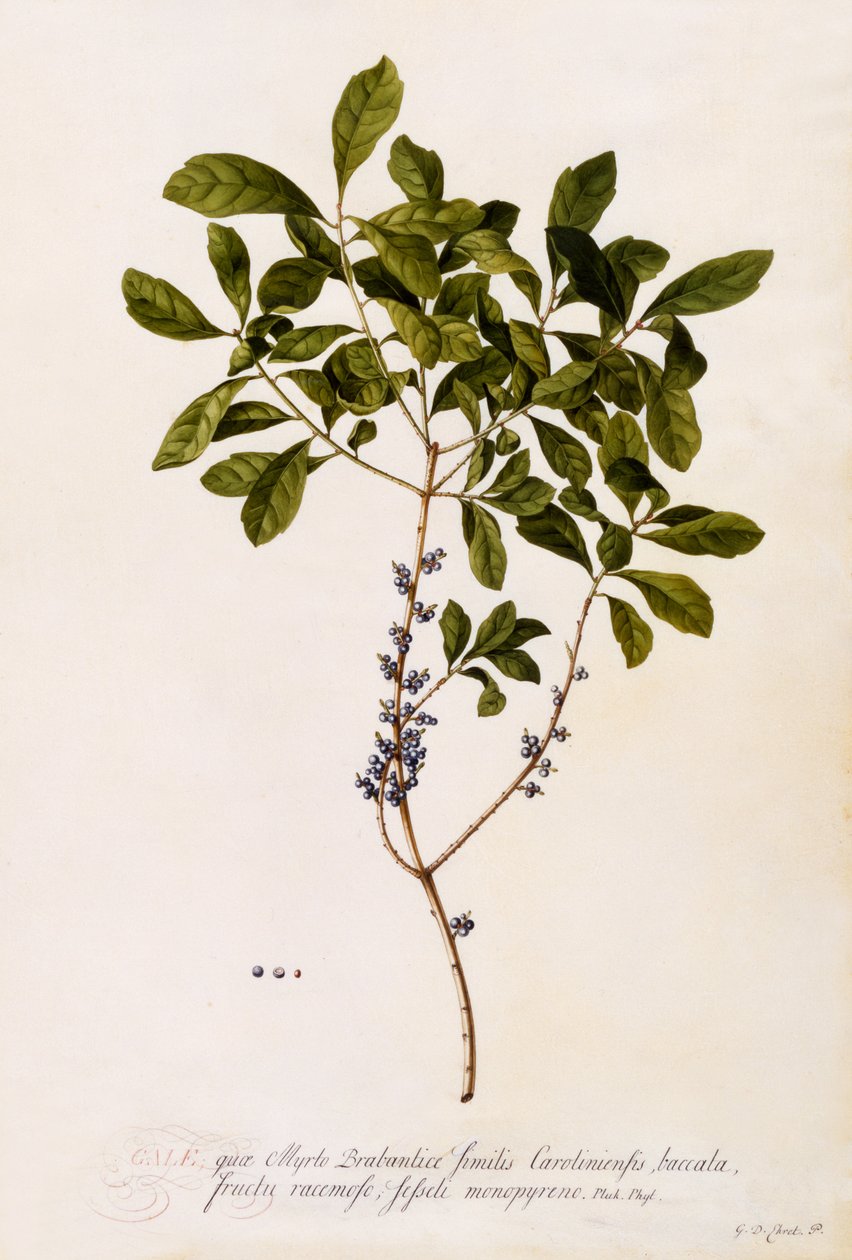 Bayberry vagy Myrtle, 1746 körül (kézzel színezett metszet) alkotó: Georg Dionysius Ehret