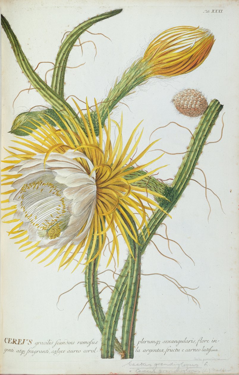 Kaktusz: Cereus, Trew „Selected Plants” című művéből 1750-73 alkotó: Georg Dionysius Ehret