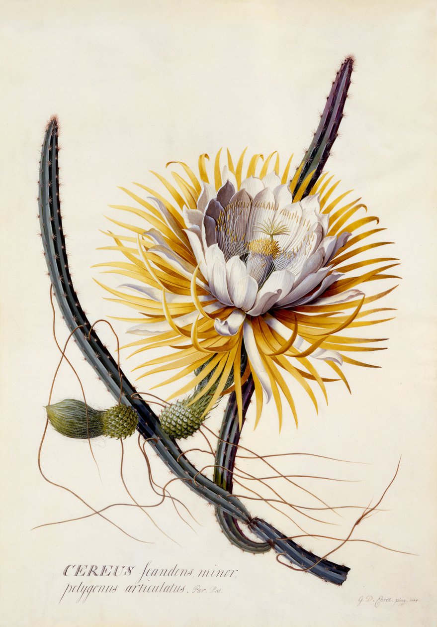 Cereus, az éjszaka királynője, 1744 körül (kézzel színezett metszet) alkotó: Georg Dionysius Ehret