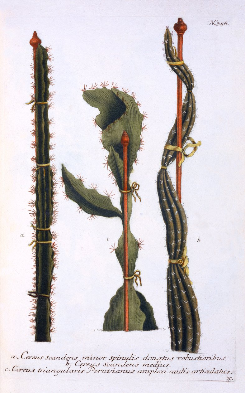 Cereus scandens minor, Cereus scandens medeus és triangularis Peruvianus, a „Phytanthoza Iconographia”-ból, Johann Wilhelm Weinmann, megjelent 1737-45 körül (mezzotint) alkotó: Georg Dionysius Ehret