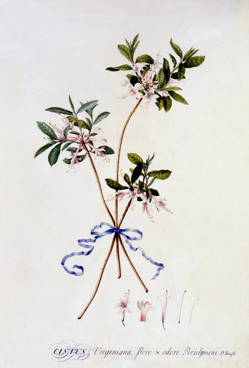 Cistus Virginiana, 1743 körül (kézzel színezett metszet) alkotó: Georg Dionysius Ehret