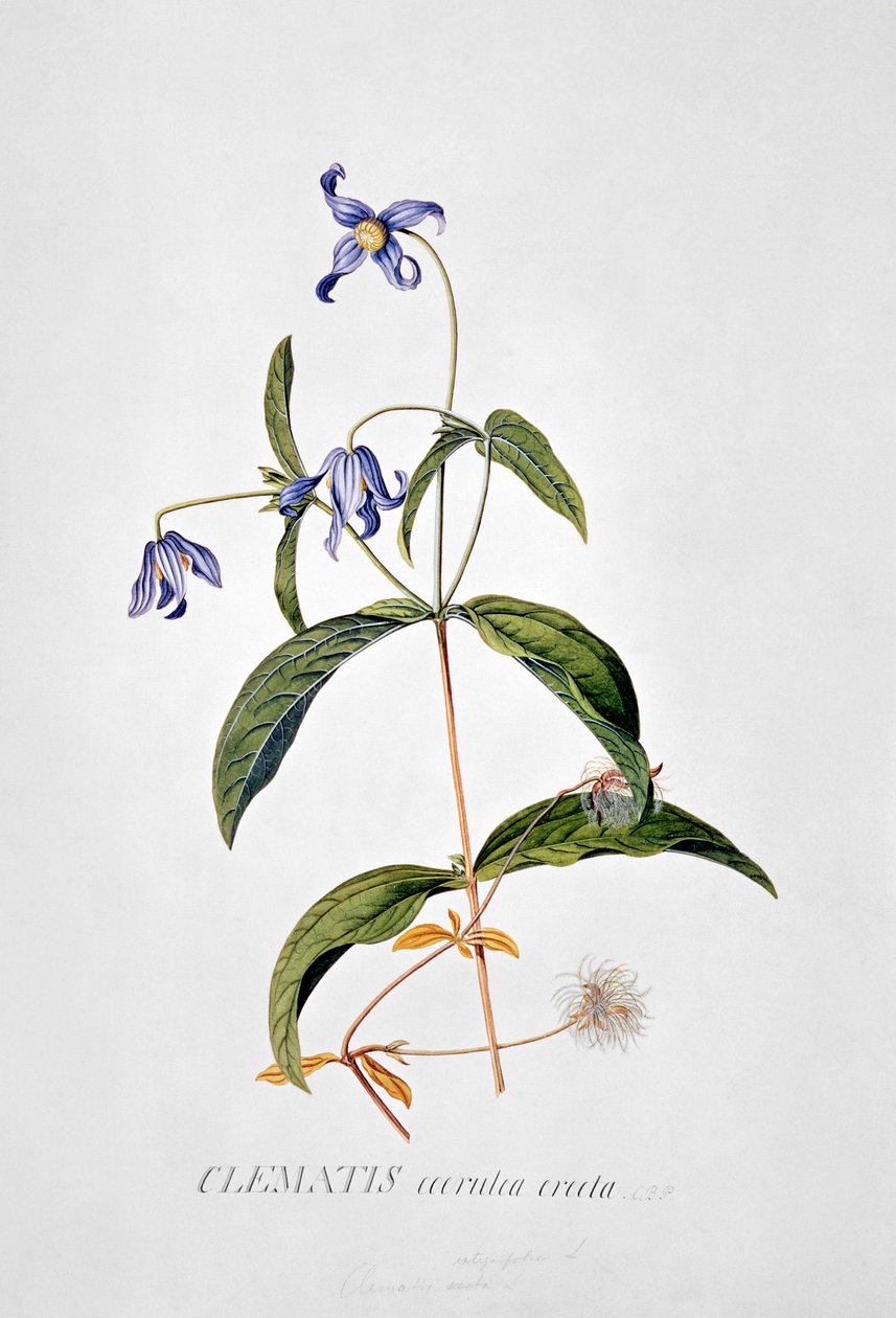 Clematis: Integrafolia alkotó: Georg Dionysius Ehret