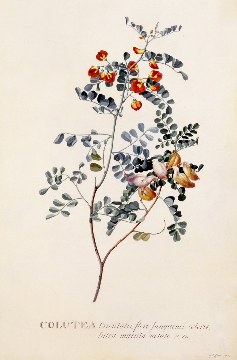 Colutea, 1745 körül (kézzel színezett metszet) alkotó: Georg Dionysius Ehret