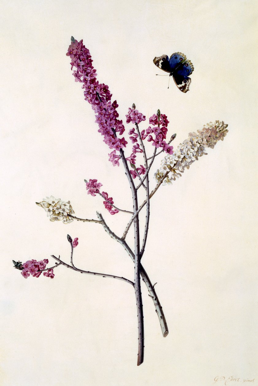 Daphne Mezereum pillangóval, 1740 körül (kézi színezésű metszet) alkotó: Georg Dionysius Ehret