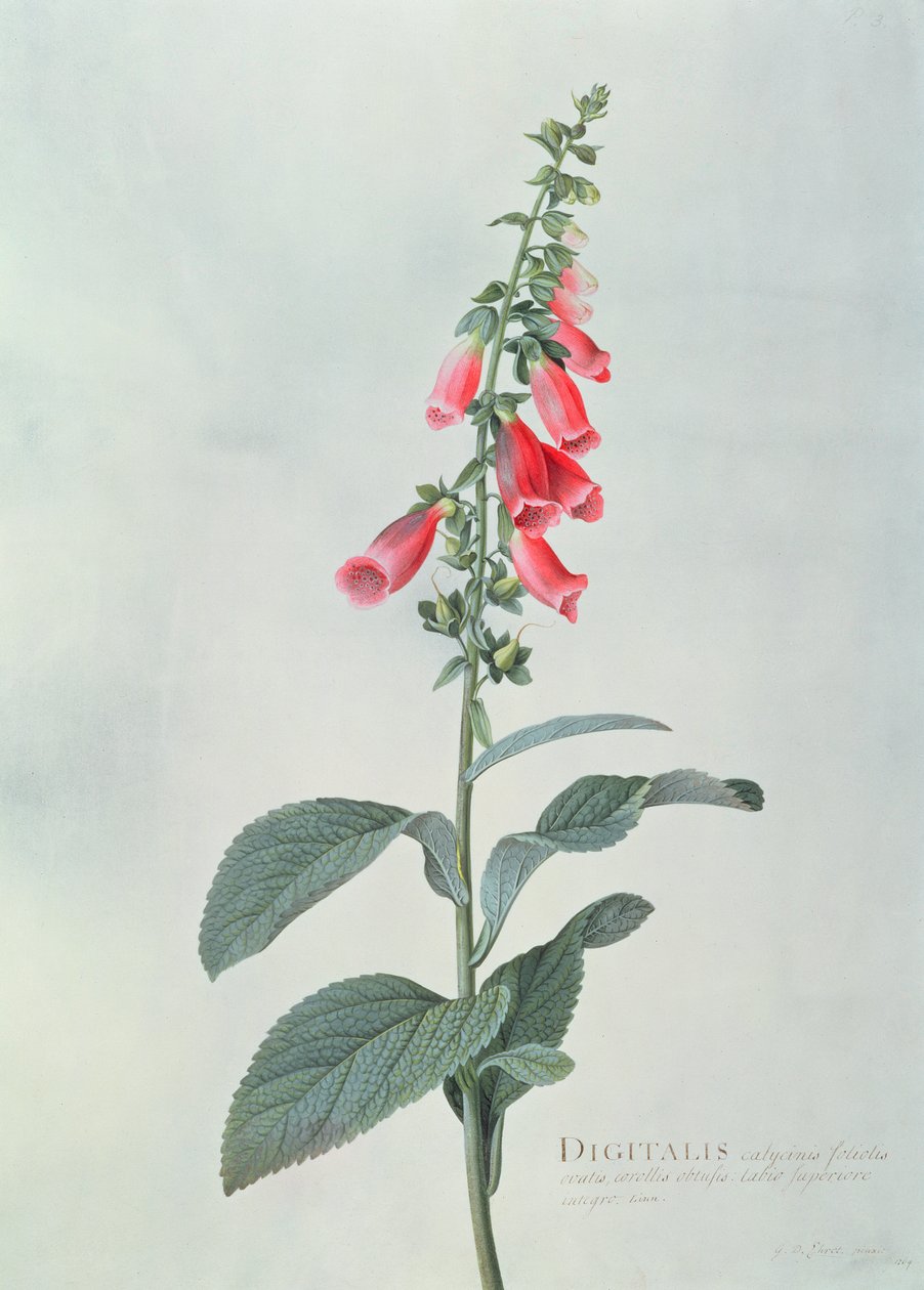 Digitalis purpurea (Foxglove) alkotó: Georg Dionysius Ehret