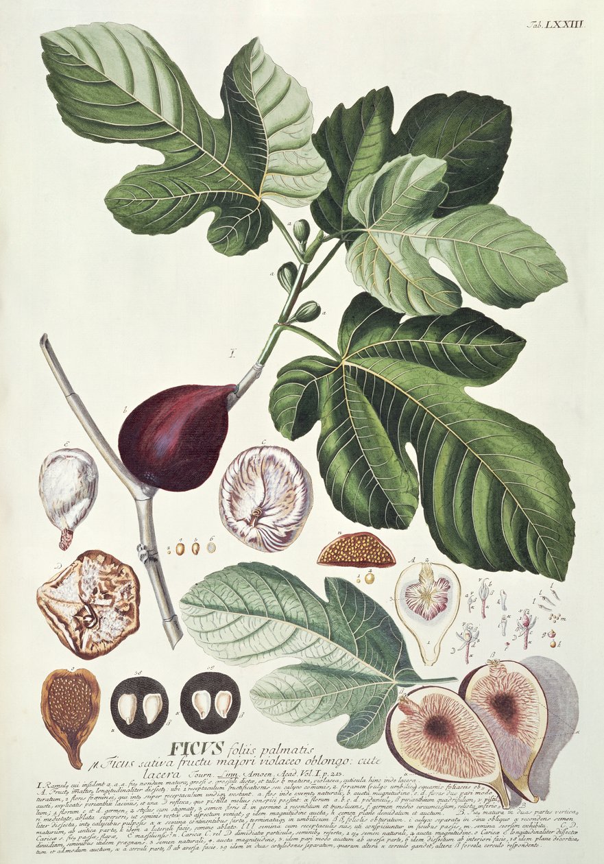 Ficus (ábra) alkotó: Georg Dionysius Ehret