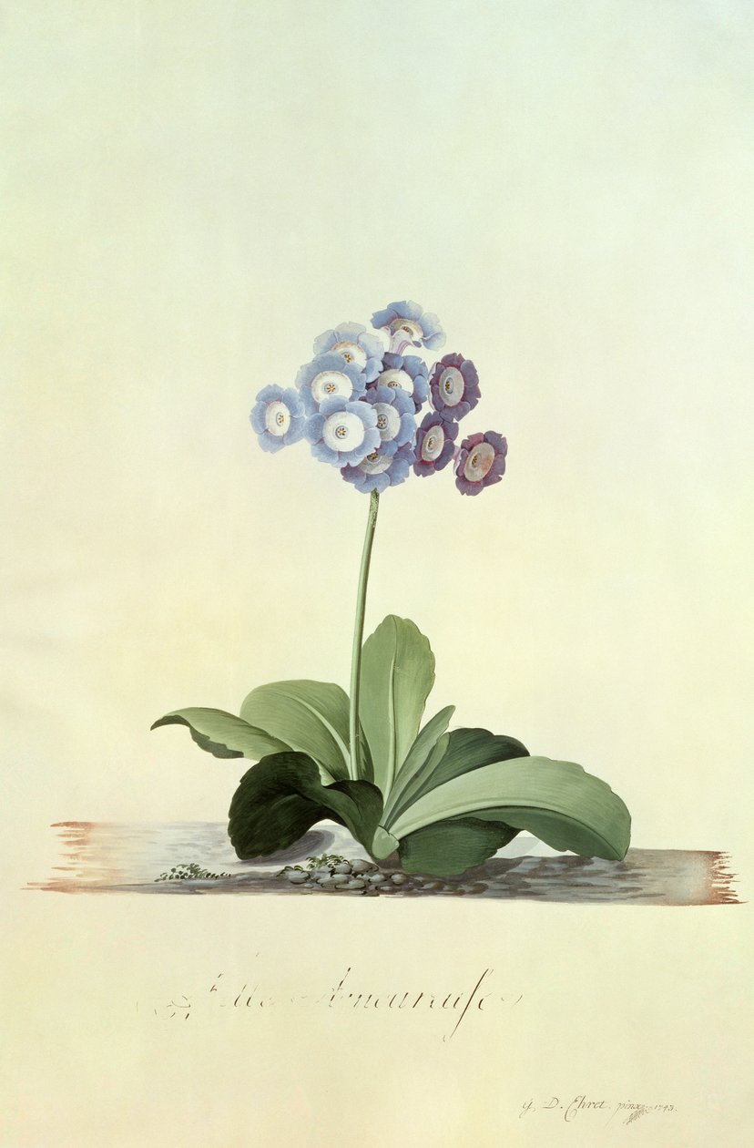 Szerelmes lány (kék auricula) alkotó: Georg Dionysius Ehret