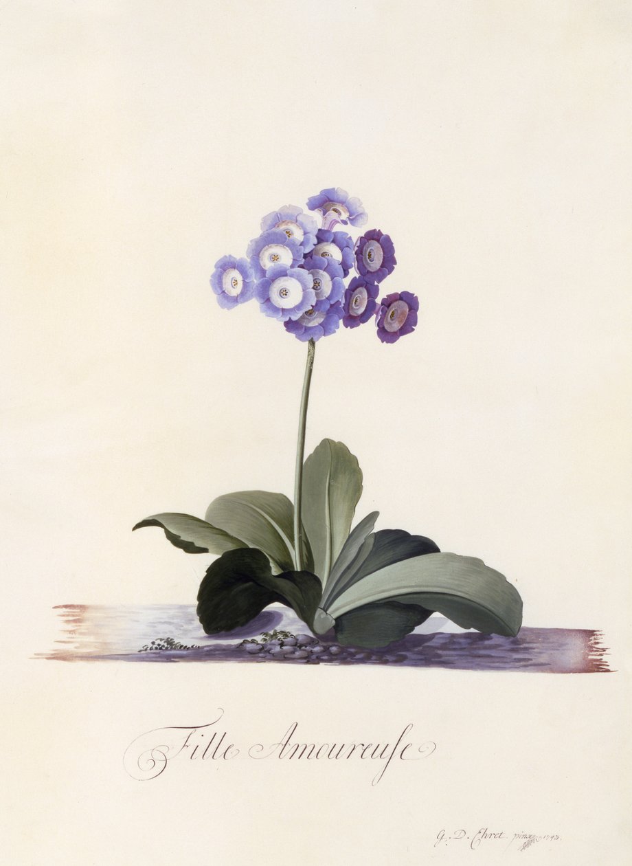 Garden Auricula, Szerelmes lány, 1743 körül (kézzel színezett metszet) alkotó: Georg Dionysius Ehret