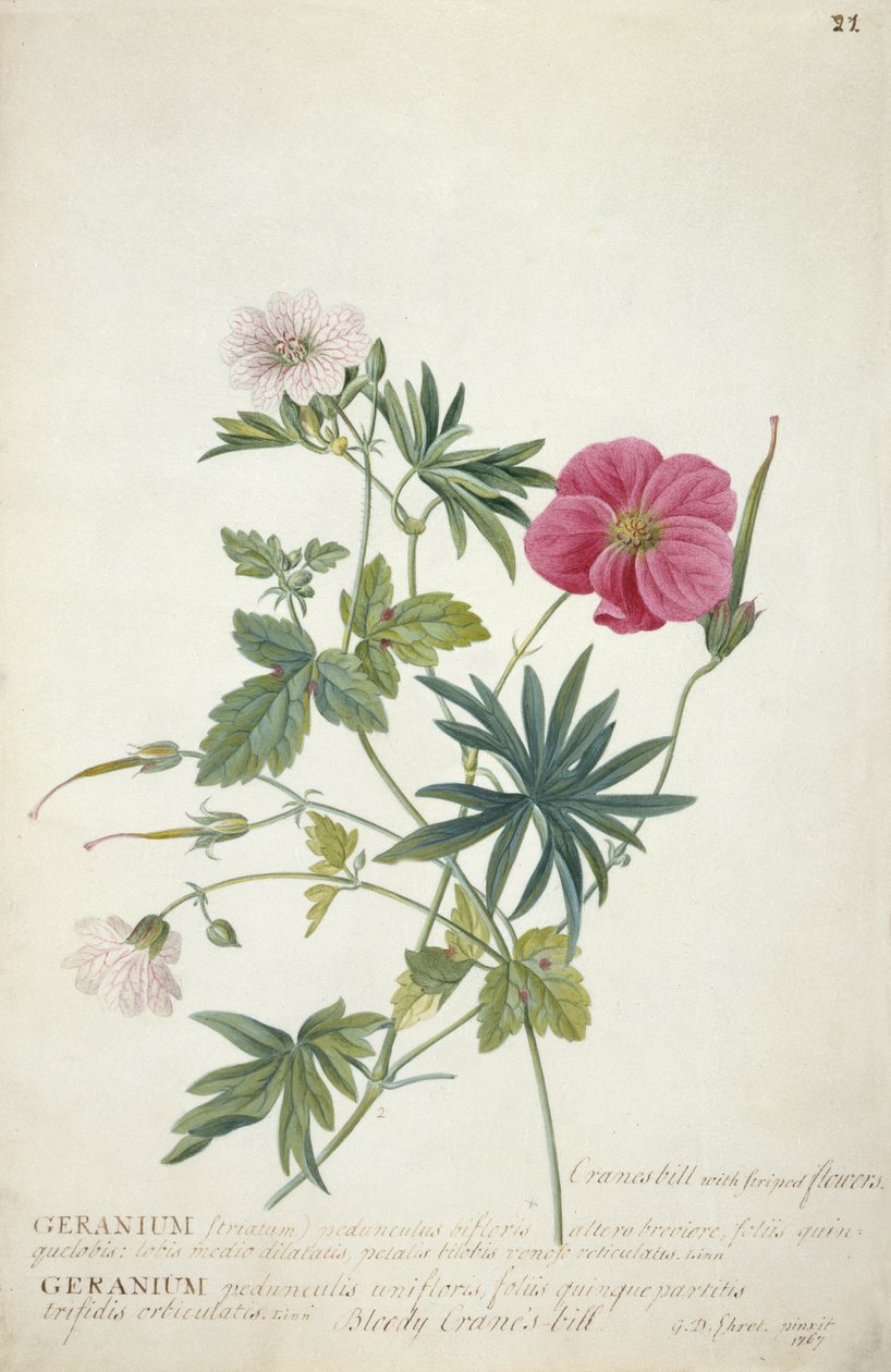 Geranium. Két összefonódott szár különböző fajokból, 1767 (wc, grafit és testszín, papír) alkotó: Georg Dionysius Ehret