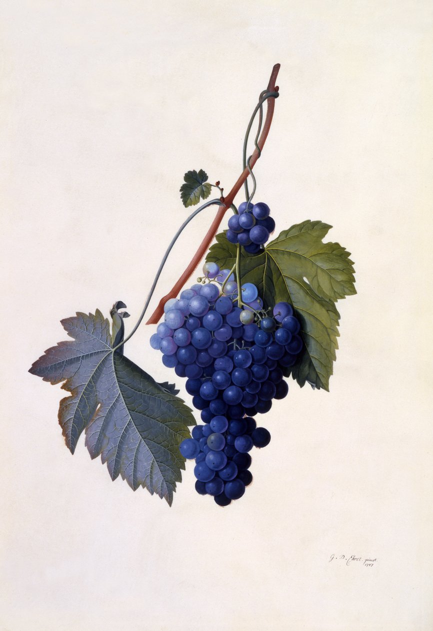 Szőlő, 1747 körül (kézzel színezett metszet) alkotó: Georg Dionysius Ehret