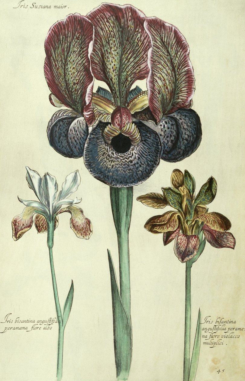 Iris susiana major és Iris bisantina angustifolia alkotó: Georg Dionysius Ehret