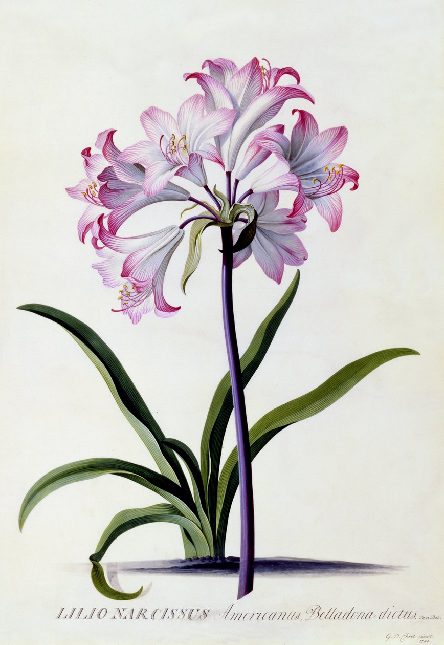 Lilio Narcissus, 1744 körül (kézzel színezett metszet) alkotó: Georg Dionysius Ehret