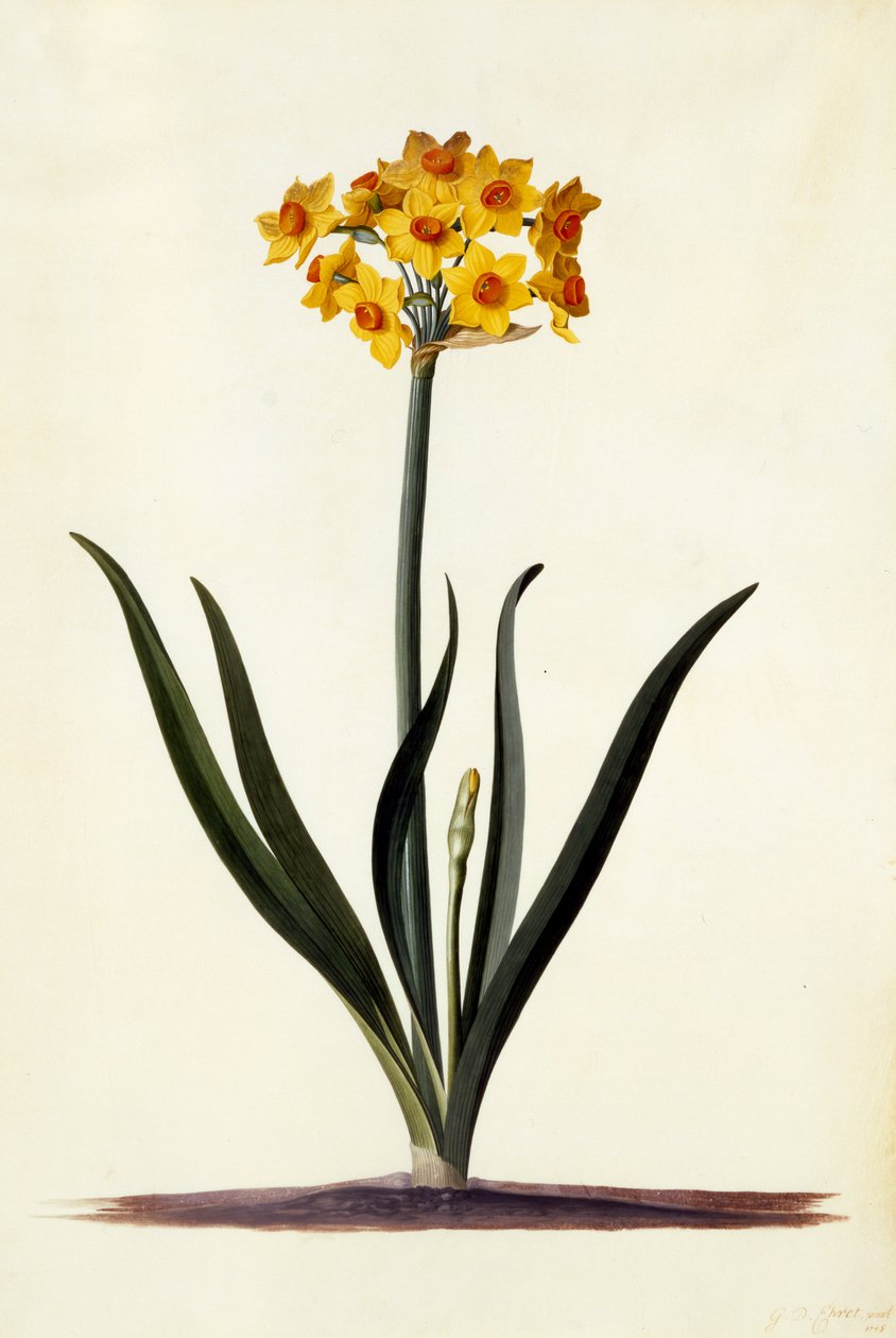 Narcissus, 1745 körül (kézzel színezett metszet) alkotó: Georg Dionysius Ehret