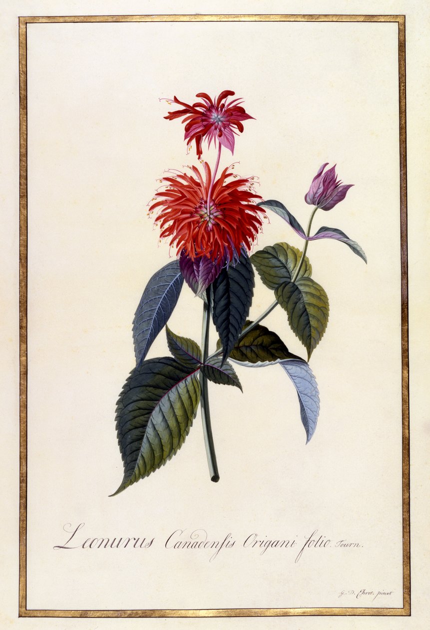 Oswego Tea Plant, 1740 körül (kézzel színezett metszet) alkotó: Georg Dionysius Ehret