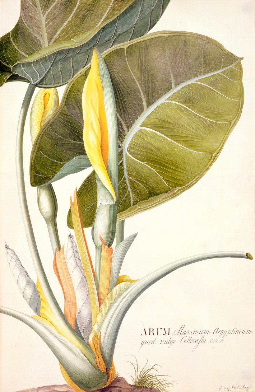 PD.116-1973f.14 Great Egyptian Arum, 1740-1745 körül (wc és gouache pergamen) alkotó: Georg Dionysius Ehret