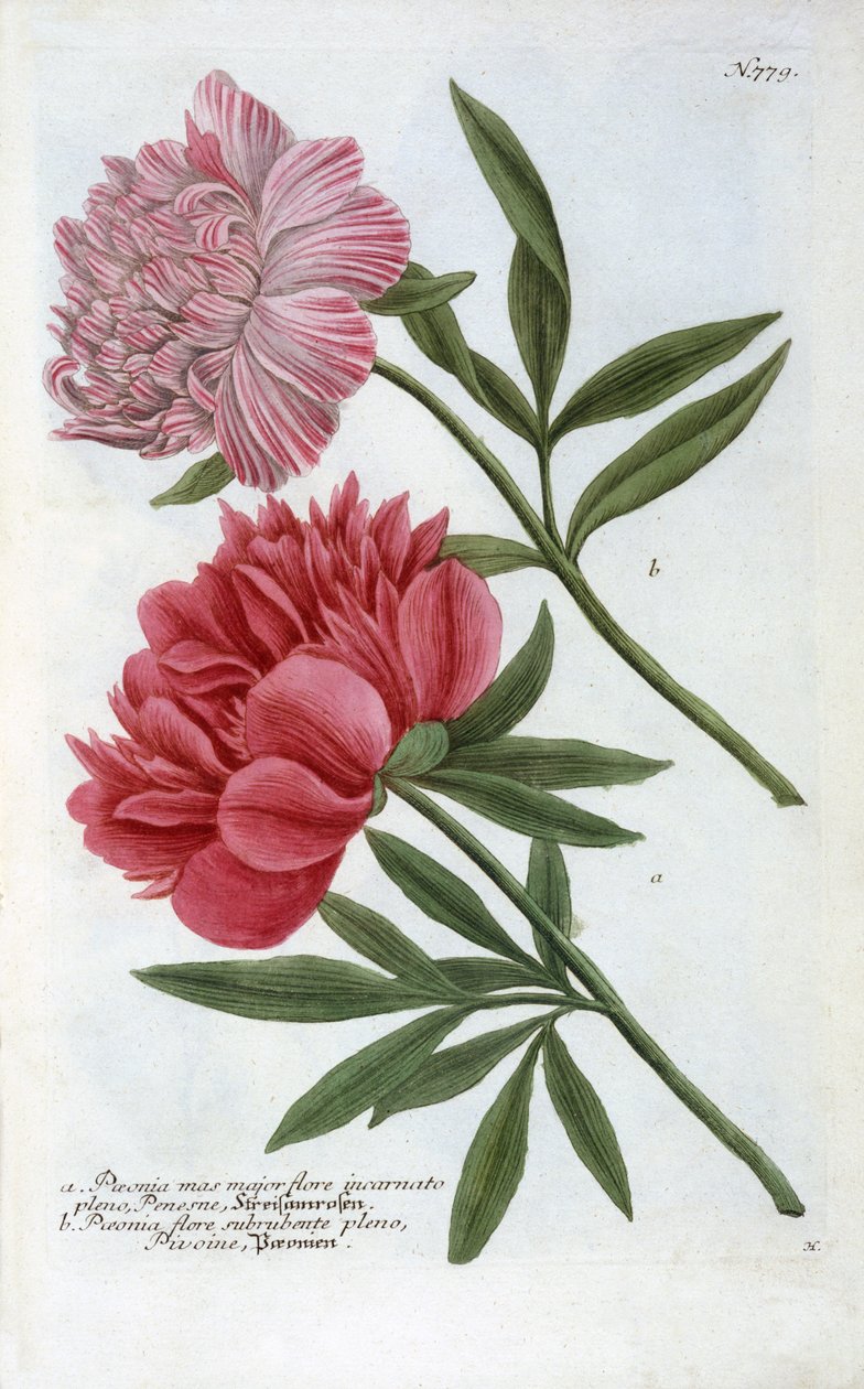 Paeonia Johann Wilhelm Weinmann Phytanthoza Iconographiájából, 1737 (kézzel színezett metszet) alkotó: Georg Dionysius Ehret