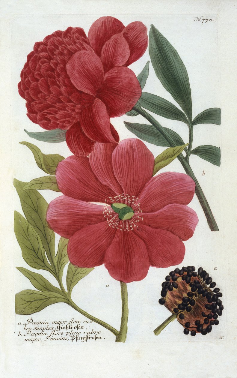 Paeonia Johann Wilhelm Weinmann Phytanthoza Iconographiájából, 1737 (kézzel színezett metszet) alkotó: Georg Dionysius Ehret