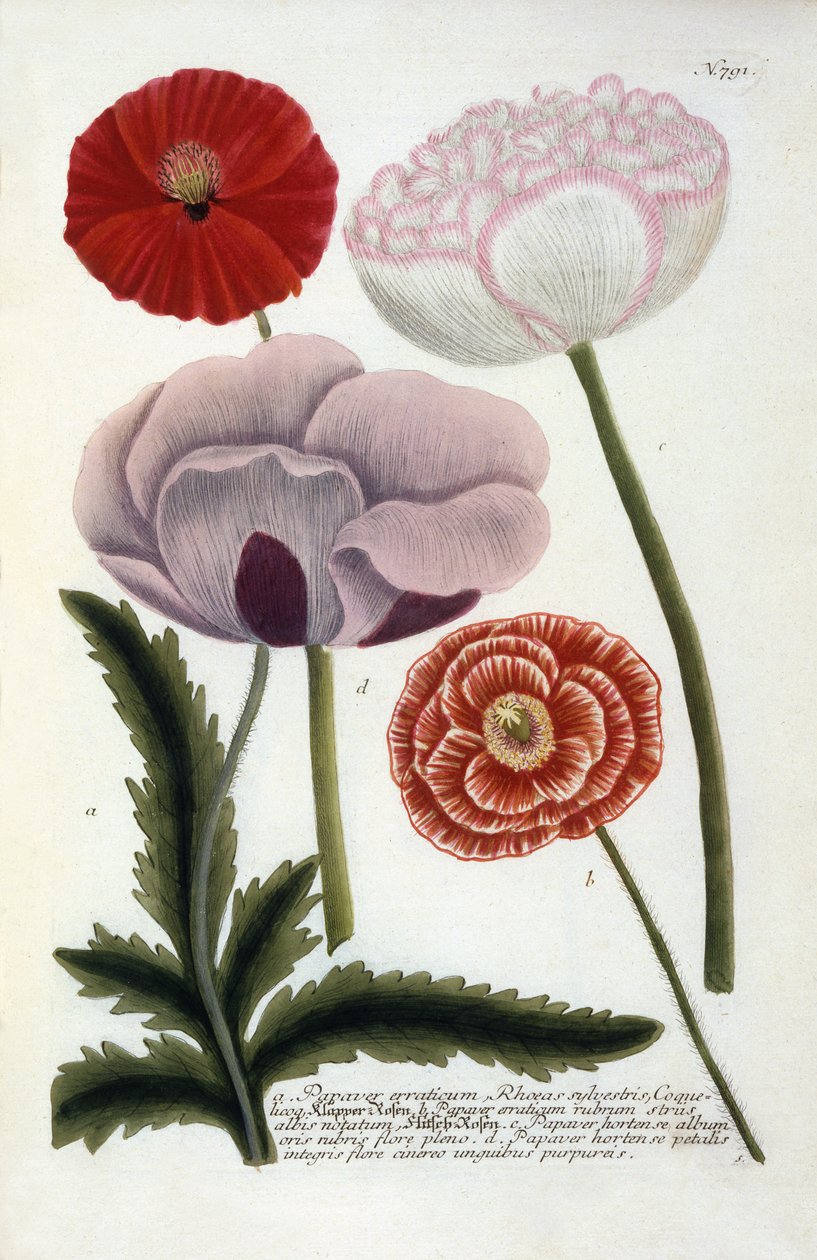 Papaver, Johann Wilhelm Weinmann Phytanthoza Iconographiájából, 1737 (kézzel színezett metszet) alkotó: Georg Dionysius Ehret