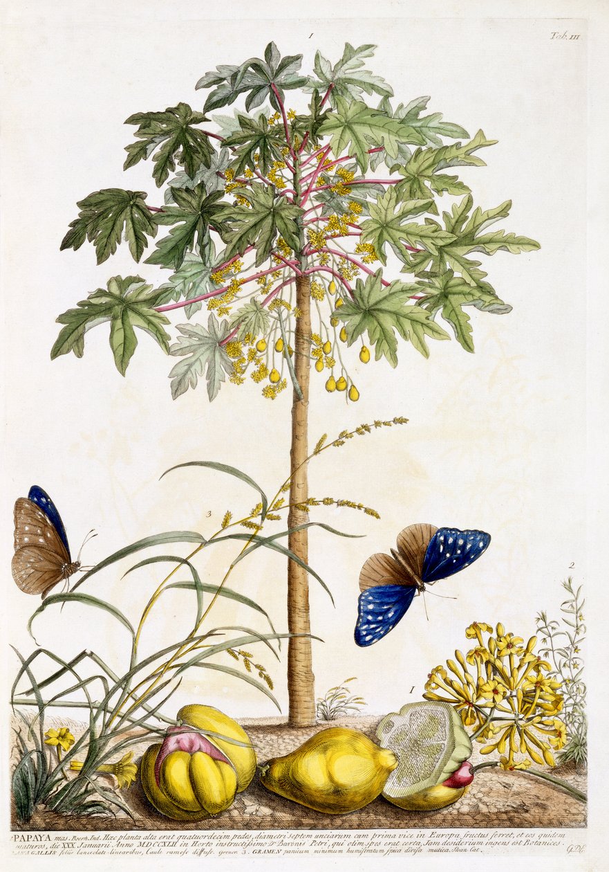 Papaya, 1748 körül (kézzel színezett metszet) alkotó: Georg Dionysius Ehret