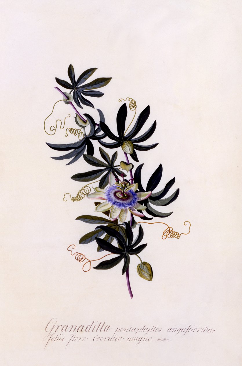 Passiflora Granadilla, 1745 körül (kézzel színezett metszet) alkotó: Georg Dionysius Ehret