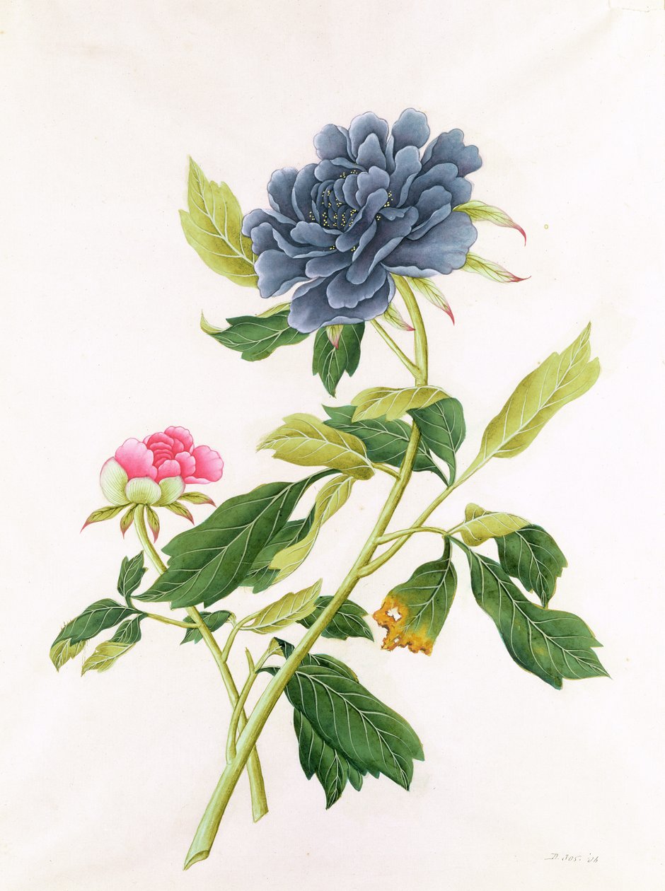 Bazsarózsa alkotó: Georg Dionysius Ehret