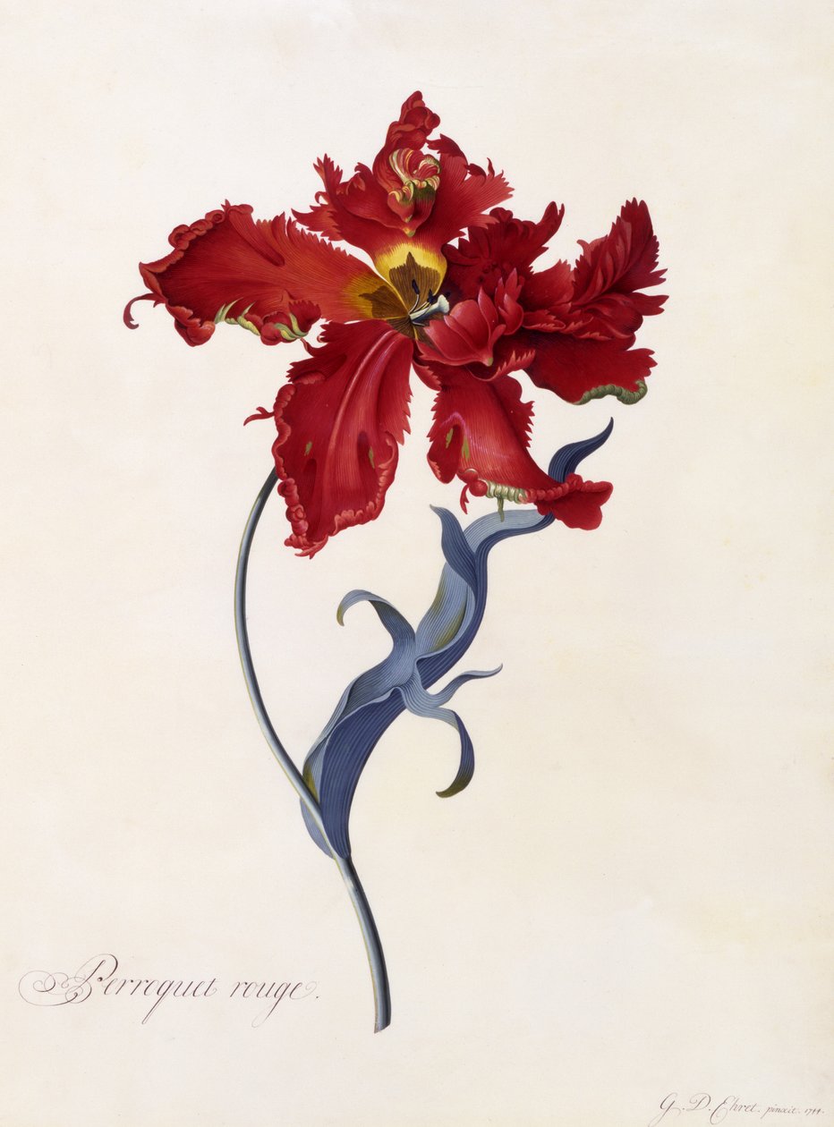 Perroquet Rouge, 1744 körül (kézzel színezett metszet) alkotó: Georg Dionysius Ehret