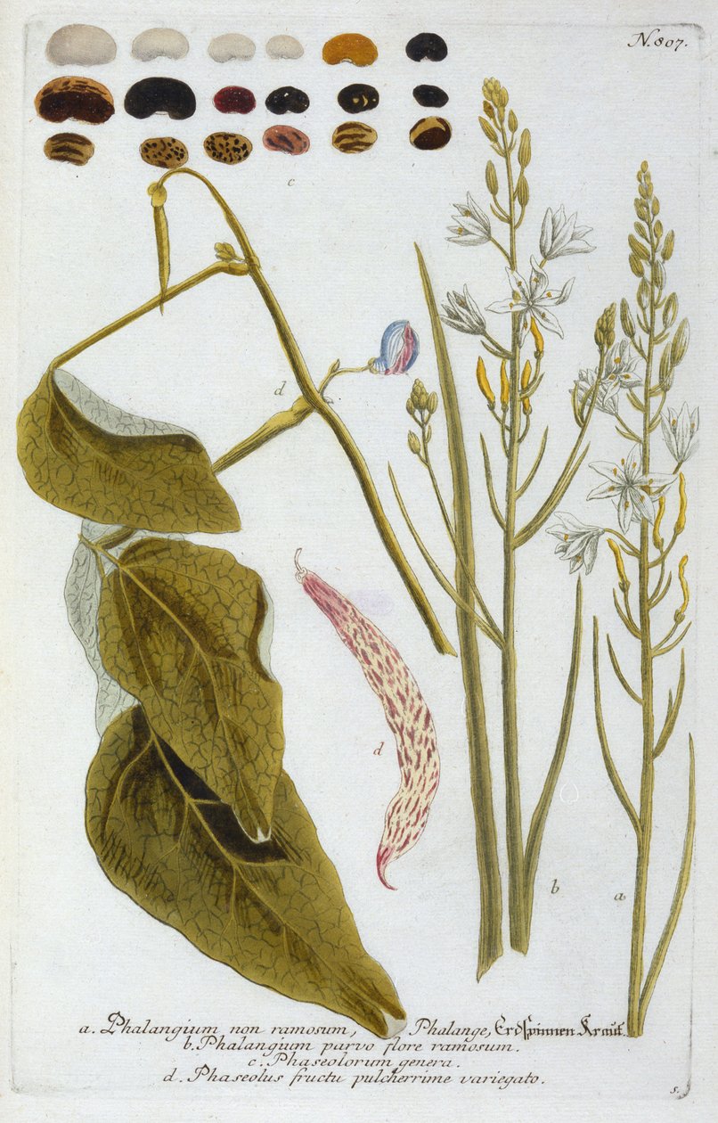 Phalangium Johann Wilhelm Weinmann Phytanthoza Iconographiájából, 1737 (kézzel színezett metszet) alkotó: Georg Dionysius Ehret