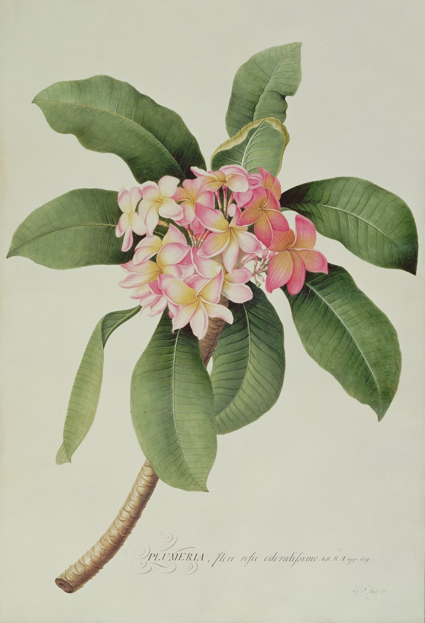 Plumeria alkotó: Georg Dionysius Ehret