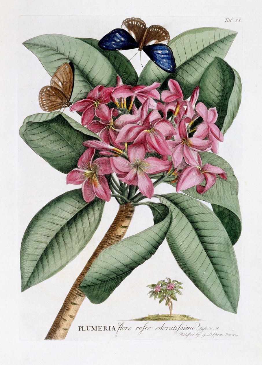 Plumeria, 1749 körül (kézzel színezett metszet) alkotó: Georg Dionysius Ehret