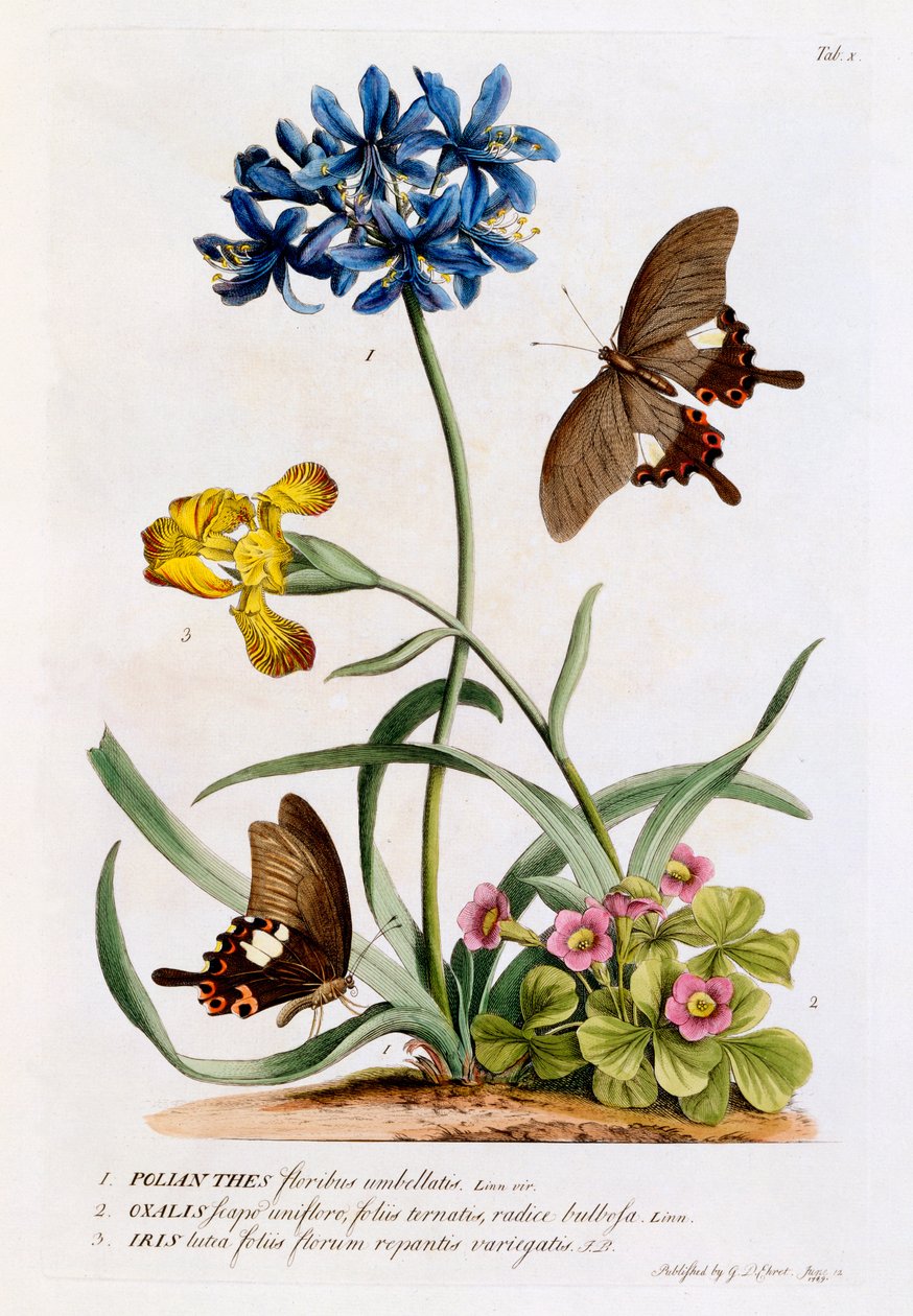 Polianthes, Oxalis és Iris, 1749 (kézzel színezett metszet) alkotó: Georg Dionysius Ehret