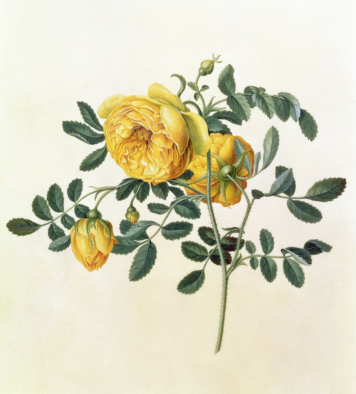 Rosa hemispherica, 18. század alkotó: Georg Dionysius Ehret