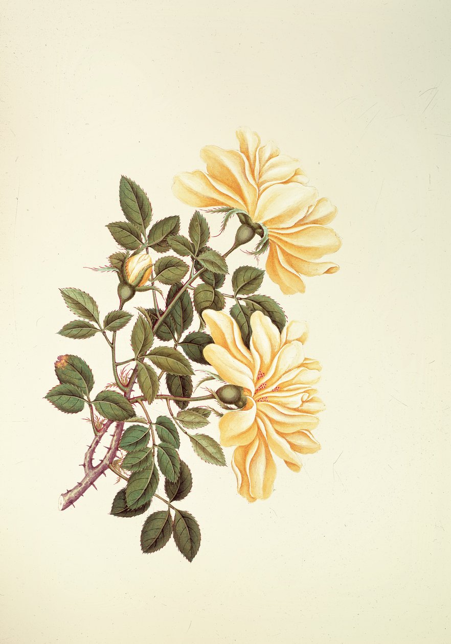 Rose:  alkotó: Georg Dionysius Ehret