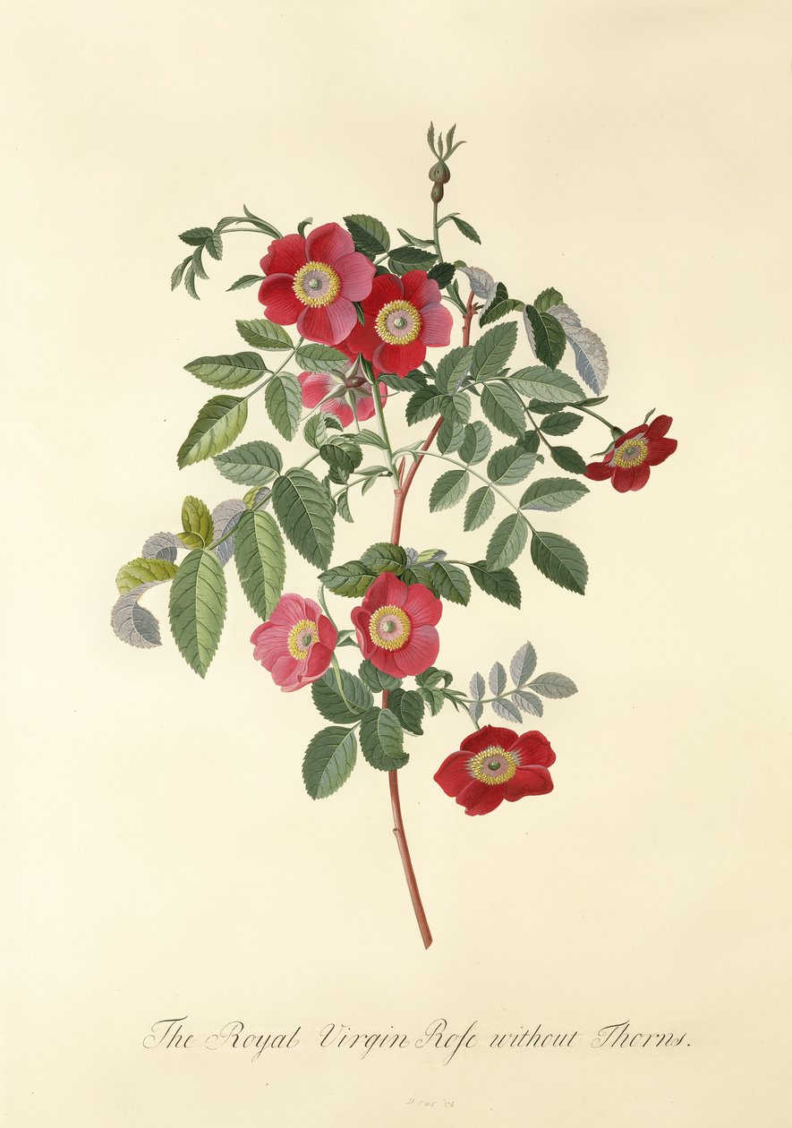 Rózsa: tövis nélkül (Royal Virgin Rose) alkotó: Georg Dionysius Ehret
