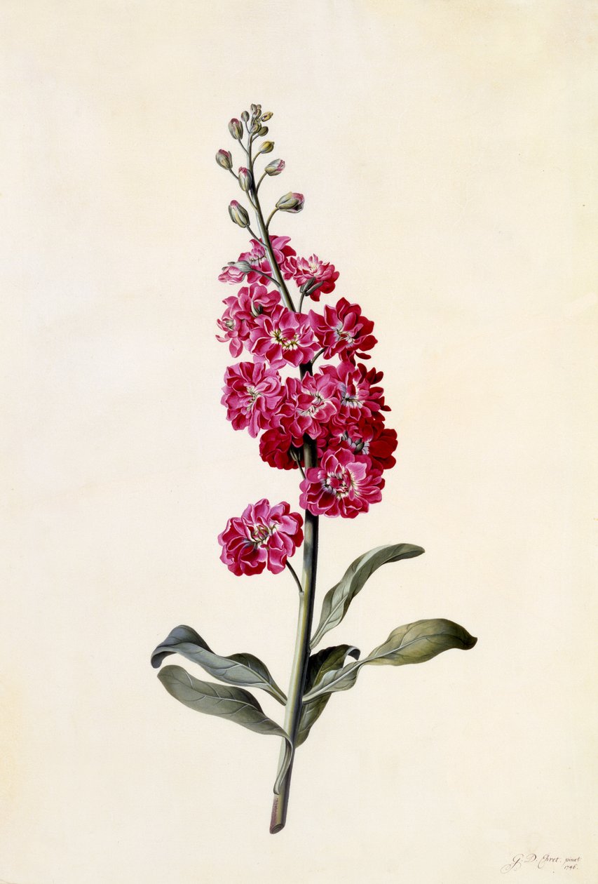 Stock, Matthiola incana, 1746 körül (kézzel színezett metszet) alkotó: Georg Dionysius Ehret