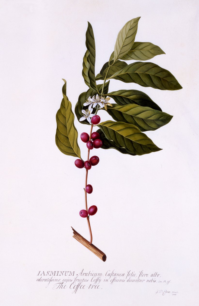 The Coffee Tree, 1743 körül (kézzel színezett metszet) alkotó: Georg Dionysius Ehret